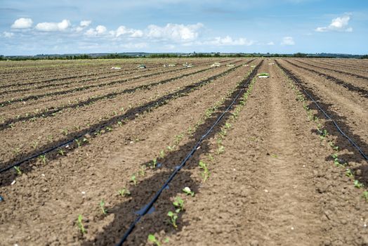 Seedlings in crates on the agriculture land. Planting new plants in soil. Big plantation. Planting broccoli in industrial farm.