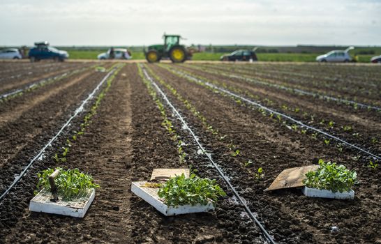 Seedlings in crates on the agriculture land. Planting new plants in soil. Big plantation. Planting broccoli in industrial farm. Tractor on the background.