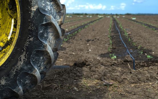 Tractor tire seedlings in rows on the agriculture land. Planting new plants in soil. Big plantation. Planting broccoli in industrial farm. 