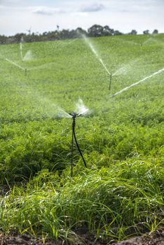 Watering plantation with carrots. Irrigation sprinklers in big carrots farm. Blue sky.