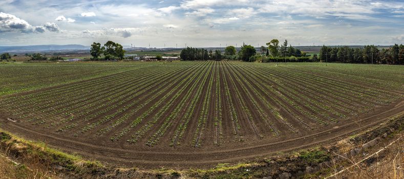 Newly planted broccoli plantation. Seedlings in rows. High view. Big industrial farm with vegetables.