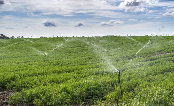 Watering plantation with carrots. Irrigation sprinklers in big carrots farm. Blue sky.