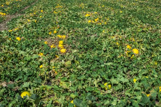 Melons in the field. Sunny day. Plantation with yellow melons in Italy. Big farm with melons.