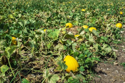 Melons in the field. Sunny day. Plantation with yellow melons in Italy. Big farm with melons.