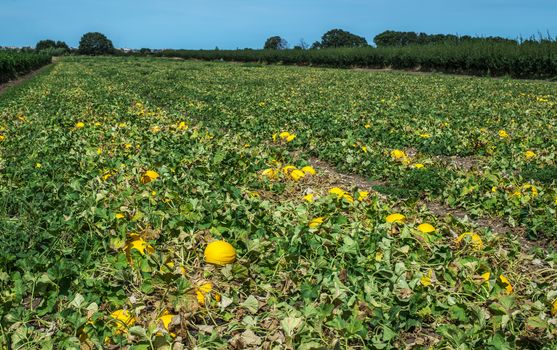 Melons in the field. Sunny day. Plantation with yellow melons in Italy. Big farm with melons.