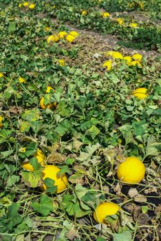 Melons in the field. Sunny day. Plantation with yellow melons in Italy. Big farm with melons.