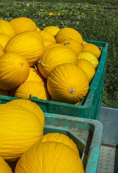 Canary yellow melons in crate loaded on truck from the farm. Transport melons from the plantation. Sunny day.