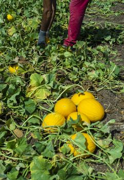 Harvest canary melons. Sunny day. Picking yellow melons in plantation. 