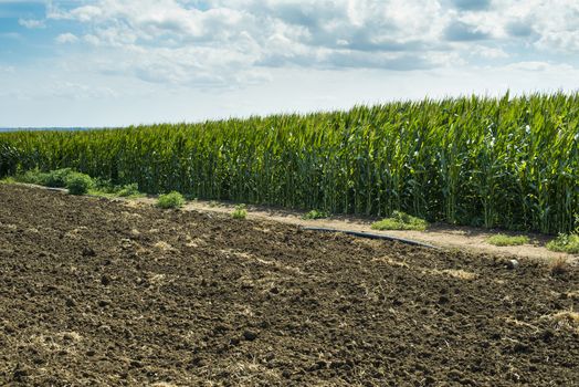 Plowed soil and plantations with corn in the background. Agriculture corn farm.