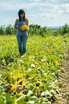 Harvest canary melons. Sunny day. Picking yellow melons in plantation. Woman hold melon in a big farm.