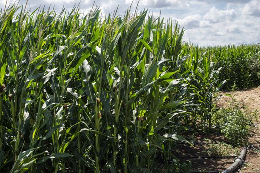 Plowed soil and plantations with corn in the background. Agriculture corn farm.