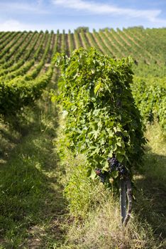 Vineyards with red grape for wine making. Big italian vineyard rows. Sunny day.