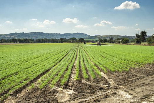 Fennel young plants in rows. Agriculture land with small fennel plants. Big farm.