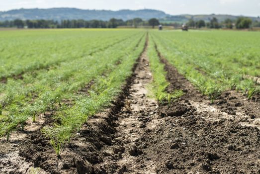 Fennel young plants in rows. Agriculture land with small fennel plants. Big farm.