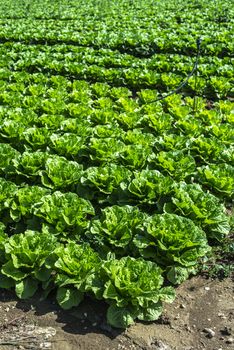 Big ripe lettuce in outdoor industrial farm. Growing lettuce in soil. Picking lettuce in plantation. White crates.