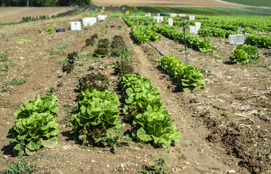 Big ripe lettuce in outdoor industrial farm. Growing lettuce in soil. Picking lettuce in plantation. White crates.