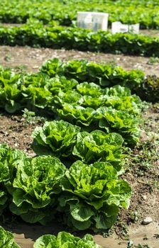 Big ripe lettuce in outdoor industrial farm. Growing lettuce in soil. Picking lettuce in plantation. White crates.
