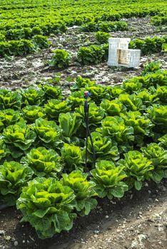 Big ripe lettuce in outdoor industrial farm. Growing lettuce in soil. Picking lettuce in plantation. White crates.