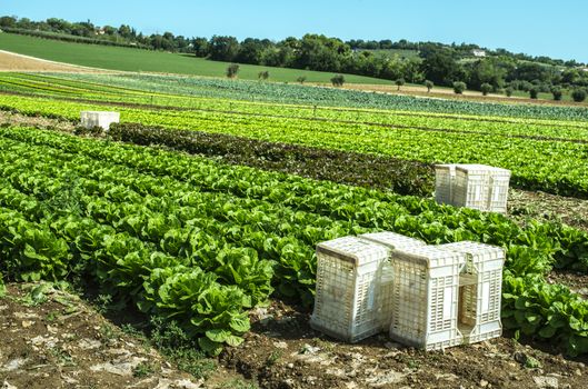 Big ripe lettuce in outdoor industrial farm. Growing lettuce in soil. Picking lettuce in plantation. White crates.