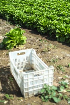 Big ripe lettuce in outdoor industrial farm. Growing lettuce in soil. Picking lettuce in plantation. White crates.