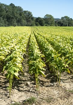 Tobacco plantation in rows. Growing tobacco leaves industrially. Sunlight.