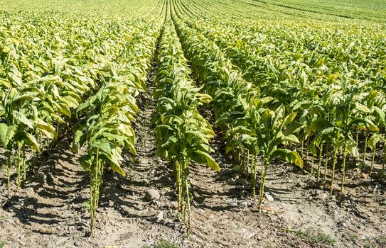 Tobacco plantation in rows. Growing tobacco leaves industrially. Sunlight.