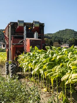 Harvesting tobacco leaves with harvester tractor. Tobacco plantation. Growing tobacco industrially. Sunlight.