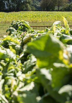 Tobacco plantation in rows. Growing tobacco leaves industrially. Sunlight.