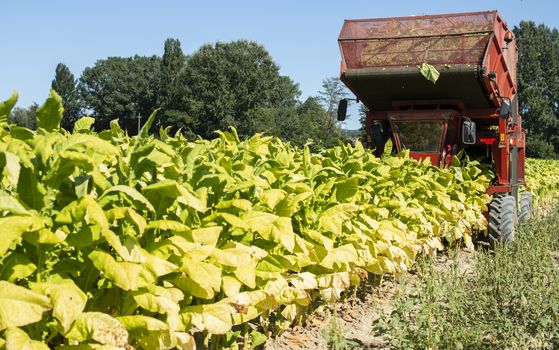 Harvesting tobacco leaves with harvester tractor. Tobacco plantation. Growing tobacco industrially. Sunlight.