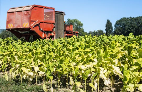 Harvesting tobacco leaves with harvester tractor. Tobacco plantation. Growing tobacco industrially. Sunlight.