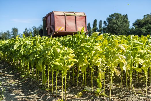 Harvesting tobacco leaves with harvester tractor. Tobacco plantation. Growing tobacco industrially. Sunlight.