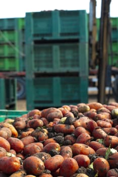 Tomatoes for canning. Agriculture land and crates with tomatoes. Harvested tomatoes.