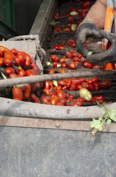 Machine with transport line for picking tomatoes on the field. Tractor harvester harvest tomatoes and load in crates. Automatization agriculture concept with tomatoes.