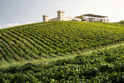 Winery on hill and vineyards rows. Winery building on top of the hill. Sunny day. 