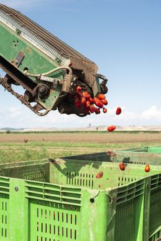 Machine with transport line for picking tomatoes on the field. Tractor harvester harvest tomatoes and load in crates. Automatization agriculture concept with tomatoes.