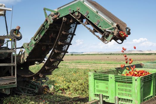 Machine with transport line for picking tomatoes on the field. Tractor harvester harvest tomatoes and load in crates. Automatization agriculture concept with tomatoes.