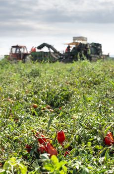 Picking tomatoes. Tractor harvester harvest tomatoes and load on truck.