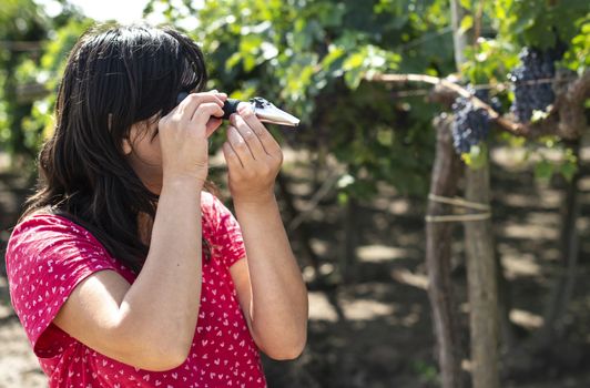 Farmer measures the sugar content of the grapes with refractometer. Device for measuring sugar in grape. Red grapes.