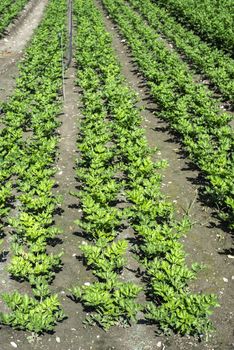 Growing Celery On Plantation. Celery plants in rows. Big celary farm.