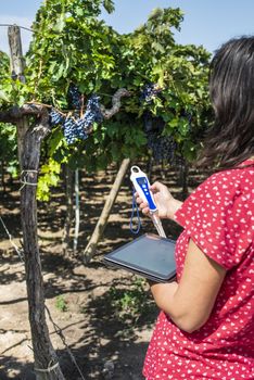 Farmer measures soil in vineyard. Digital Device for measuring soil and tablet. Red grapes.