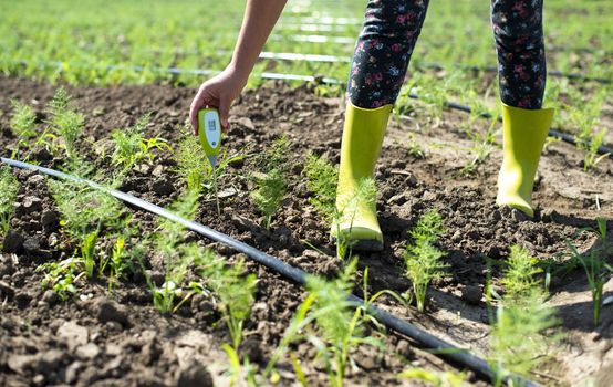 Fennel plantation. Measure soil contents with digital device. Growing fennel in big industrial farm. 