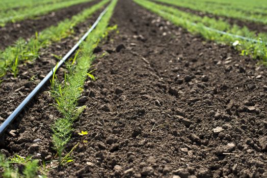 Fennel plantation. Growing fennel in big industrial farm.