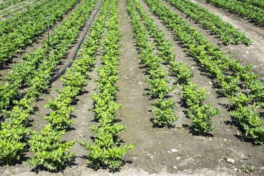 Growing Celery On Plantation. Celery plants in rows. Big celary farm.