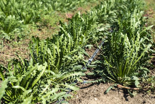 Chicory plantation. Agriculture industrial farm with chicory.