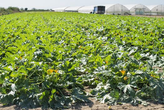 Zucchini on rows in industrial farm. Sunny day on the field. Growing zucchini.