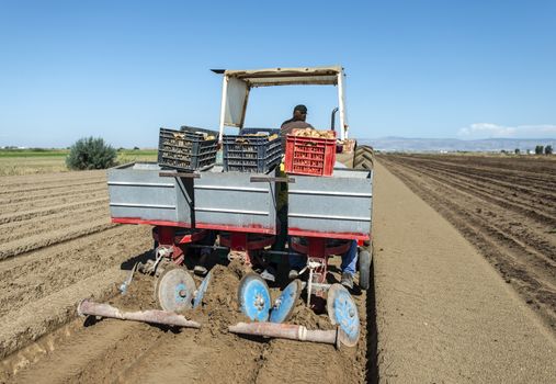 Tractor with crates planting potatoes. Automated agriculture concept for planting potatoes industrially.