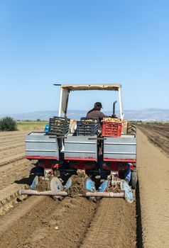 Tractor with crates planting potatoes. Automated agriculture concept for planting potatoes industrially.