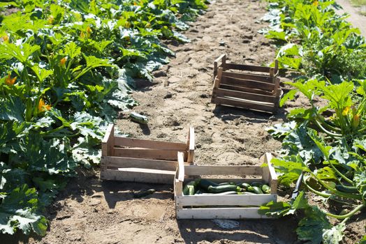 Picking zucchini in industrial farm. Wooden crates with zucchini on the field. Sunny day.