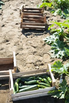 Picking zucchini in industrial farm. Wooden crates with zucchini on the field. Sunny day.