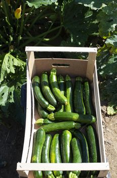 Picking zucchini in industrial farm. Wooden crates with zucchini on the field. Sunny day.
